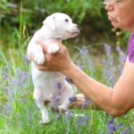 Apache-male-Staffordshire-Bull-Terrier-puppy-for-sale-1