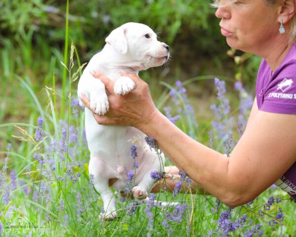 Apache Staffordshire Bull Terrier