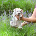 Archie Staffordshire Bull Terrier