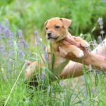 Archie-male-Staffordshire-Bull-Terrier-puppy-for-sale-1