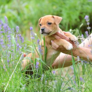 Archie Staffordshire Bull Terrier