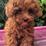 Ares-male-Toy-Poodle-puppy-for-sale-1