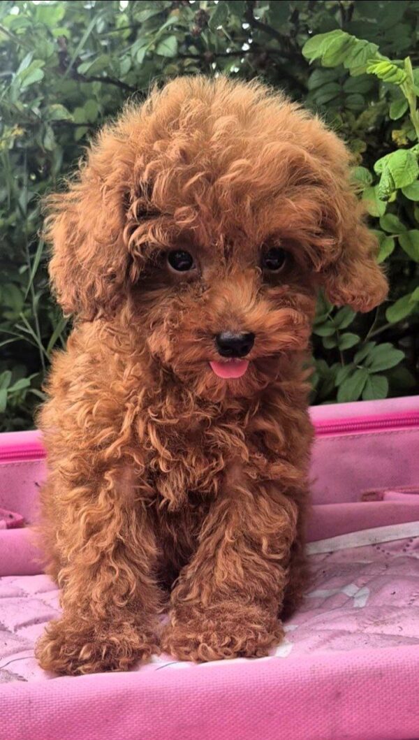 Ares Toy Poodle Ares Toy Poodle