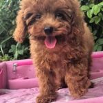 Ares-male-Toy-Poodle-puppy-for-sale-2