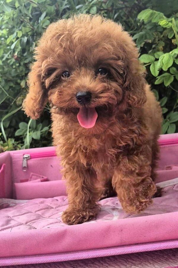 Ares Toy Poodle Ares Toy Poodle