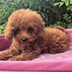 Ares-male-Toy-Poodle-puppy-for-sale-3