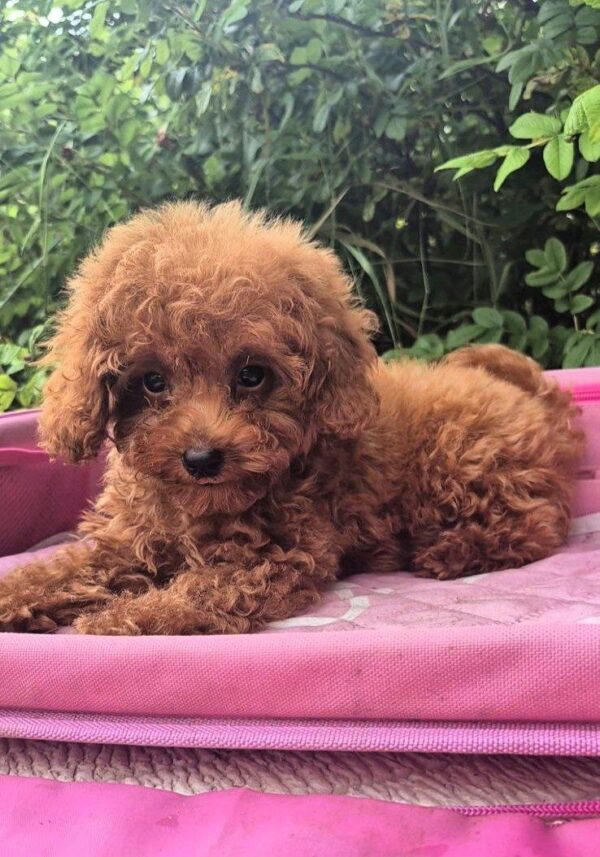 Ares Toy Poodle Ares Toy Poodle