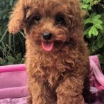 Ares-male-Toy-Poodle-puppy-for-sale-4