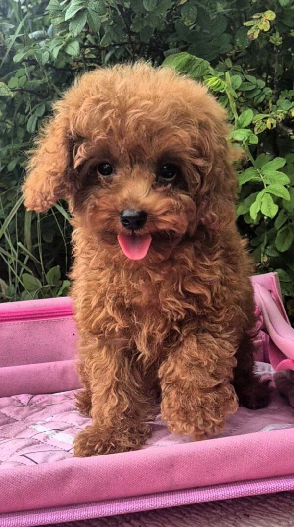 Ares Toy Poodle Ares Toy Poodle