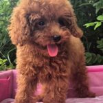 Ares-male-Toy-Poodle-puppy-for-sale-5