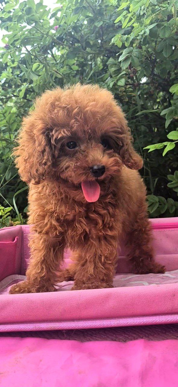 Ares Toy Poodle Ares Toy Poodle