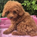 Ares-male-Toy-Poodle-puppy-for-sale-6