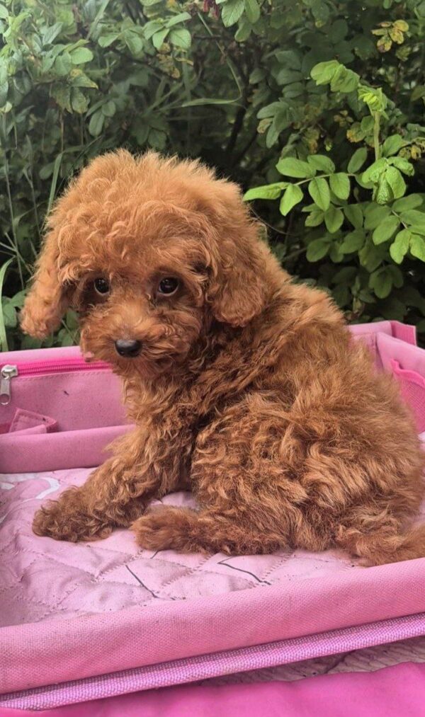 Ares Toy Poodle Ares Toy Poodle