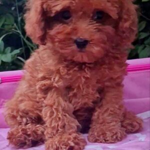 Aria Toy Poodle Aria Toy Poodle