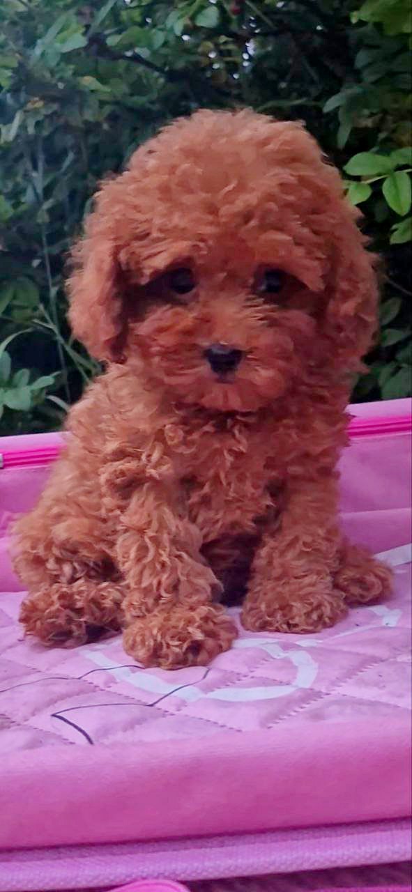 Aria Toy Poodle Aria Toy Poodle