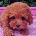 Aria-female-Toy-Poodle-puppy-for-sale-2