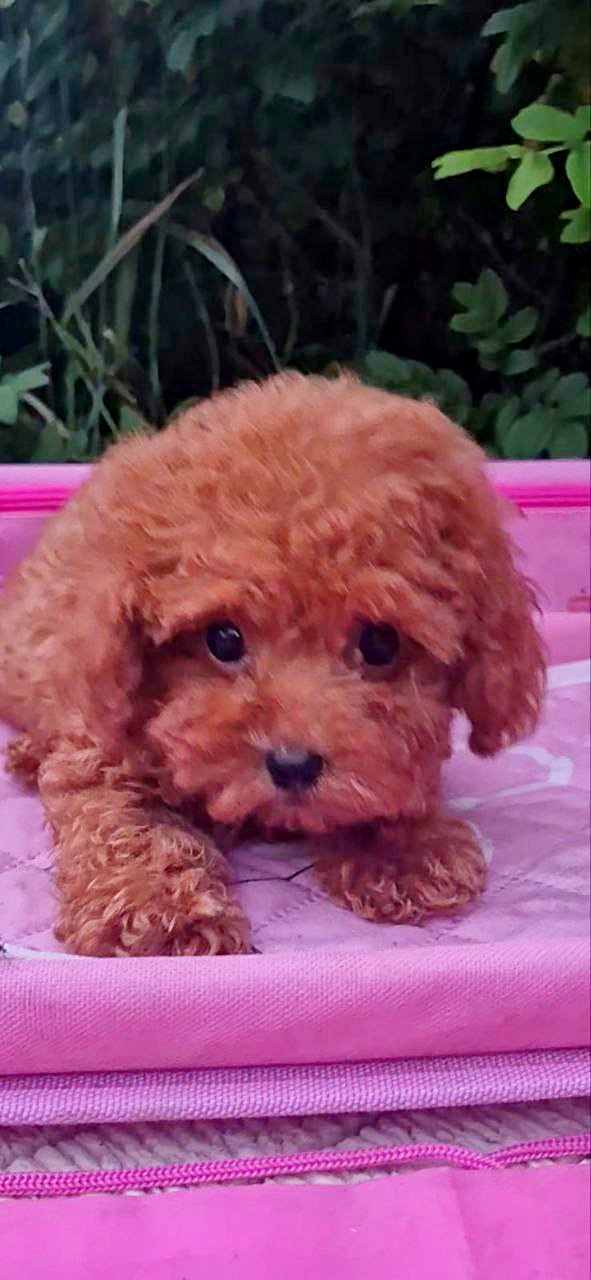 Aria Toy Poodle Aria Toy Poodle