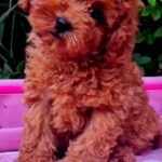 Aria-female-Toy-Poodle-puppy-for-sale-3
