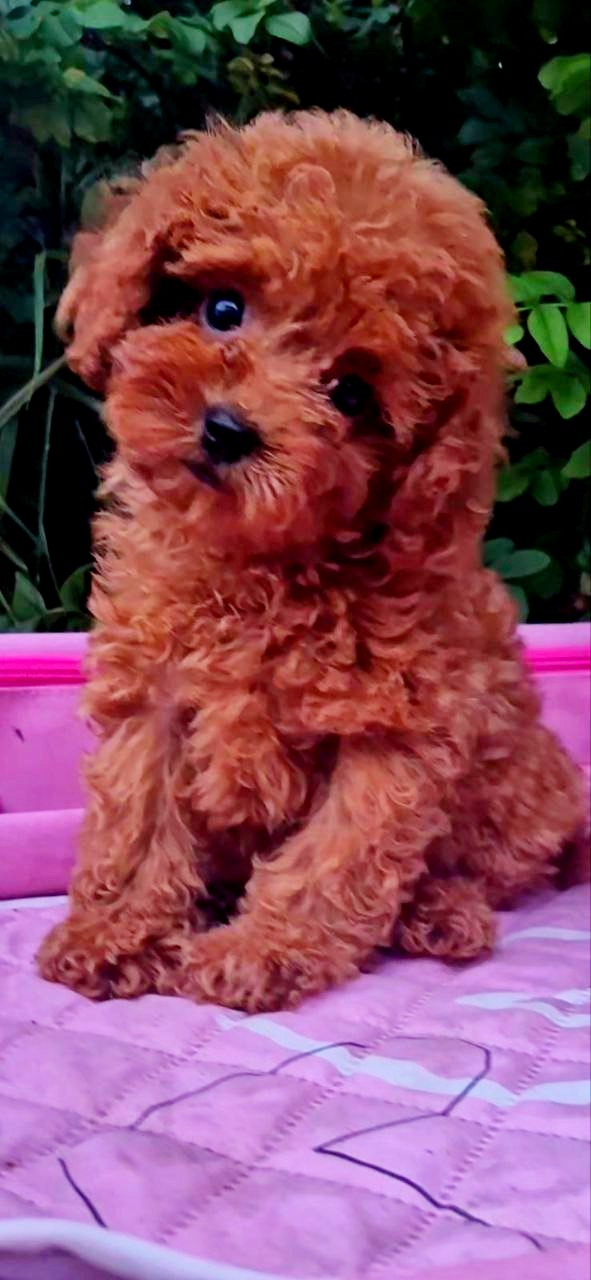 Aria Toy Poodle Aria Toy Poodle