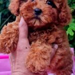 Aria-female-Toy-Poodle-puppy-for-sale-4