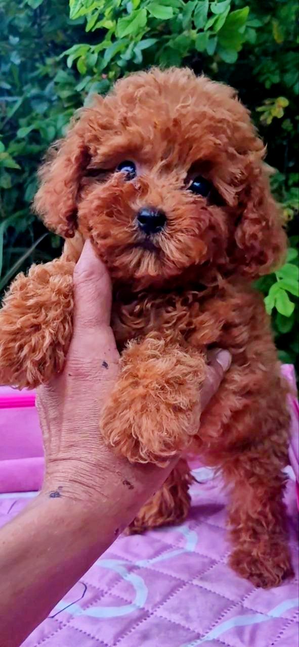 Aria Toy Poodle Aria Toy Poodle