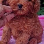Aria-female-Toy-Poodle-puppy-for-sale-5