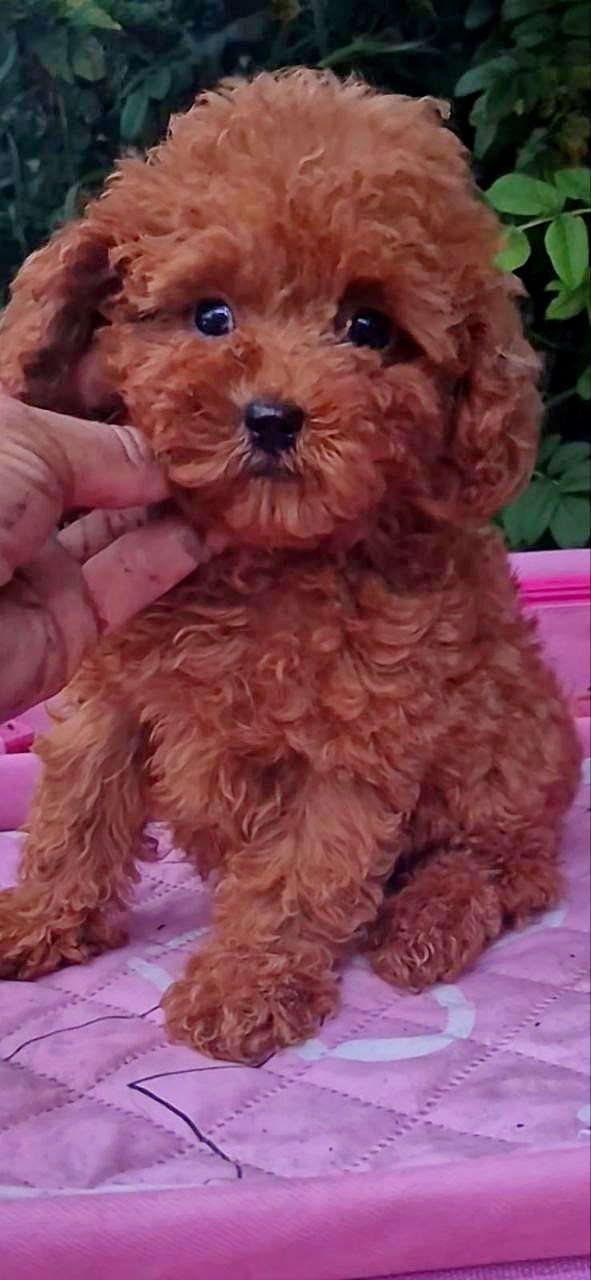 Aria Toy Poodle Aria Toy Poodle