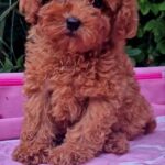 Aria-female-Toy-Poodle-puppy-for-sale-6