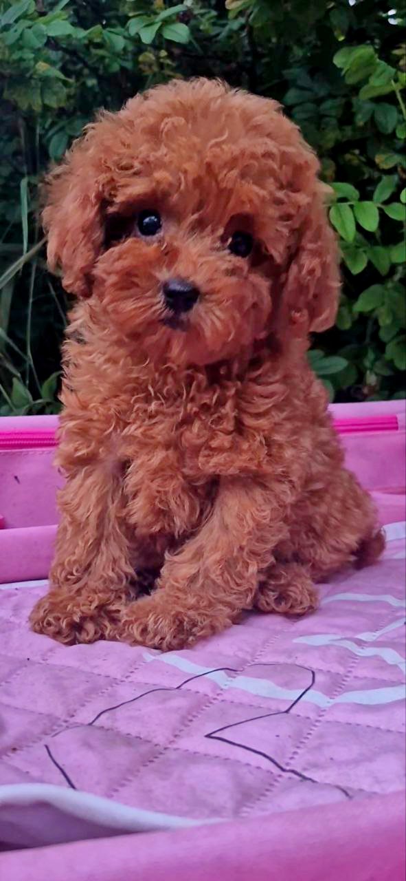 Aria Toy Poodle Aria Toy Poodle