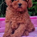 Aria-female-Toy-Poodle-puppy-for-sale-7