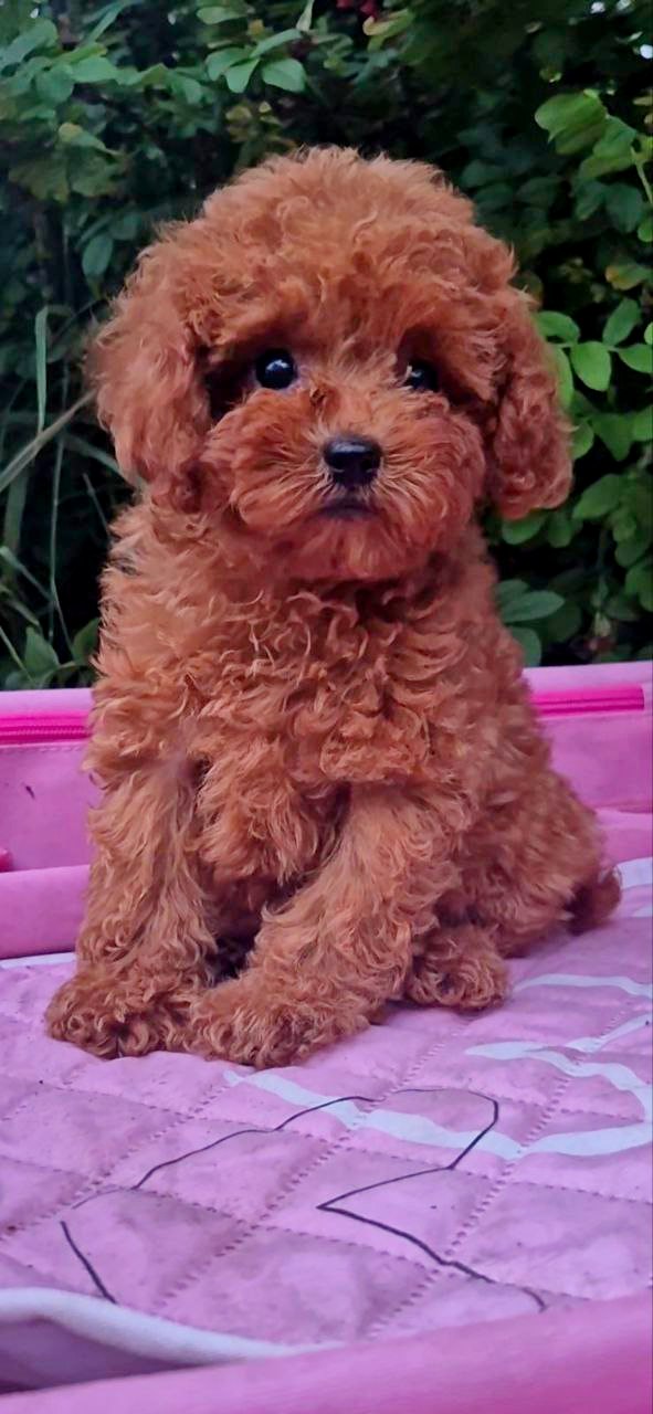 Aria Toy Poodle Aria Toy Poodle