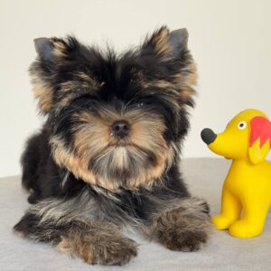 Balenciaga Yorkshire Terrier