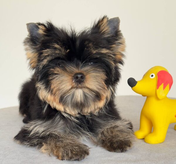 Balenciaga Yorkshire Terrier