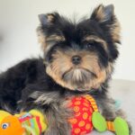 Bottega Yorkshire Terrier