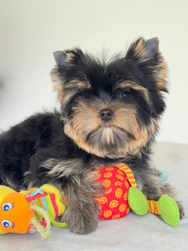 Balenciaga Yorkshire Terrier