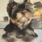 Balmain-male-Yorkshire-Terrier-puppy-for-sale-1 (1)