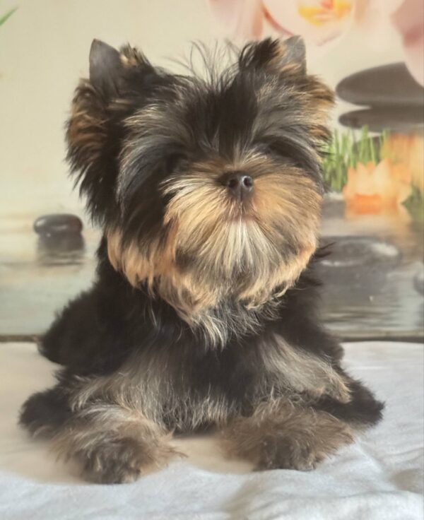 Balmain Yorkshire Terrier Balmain Yorkshire Terrier