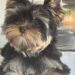 Balmain-male-Yorkshire-Terrier-puppy-for-sale-1 (2)
