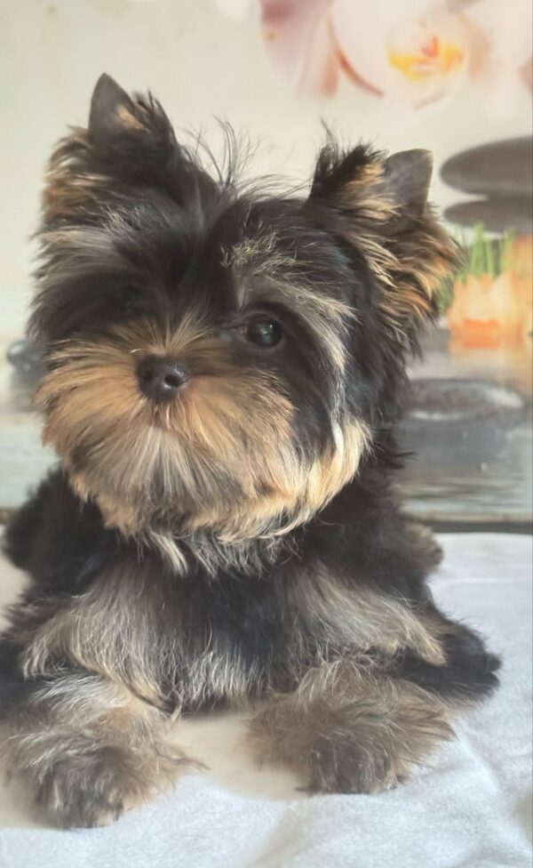 Balmain Yorkshire Terrier Balmain Yorkshire Terrier