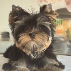 Balmain Yorkshire Terrier