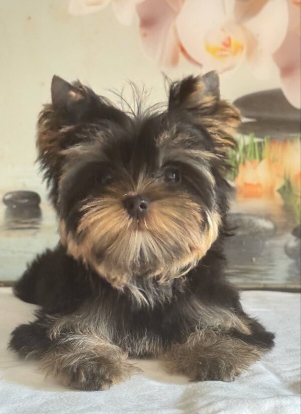 Balmain Yorkshire Terrier Balmain Yorkshire Terrier