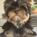 Balmain-male-Yorkshire-Terrier-puppy-for-sale-1 (4)