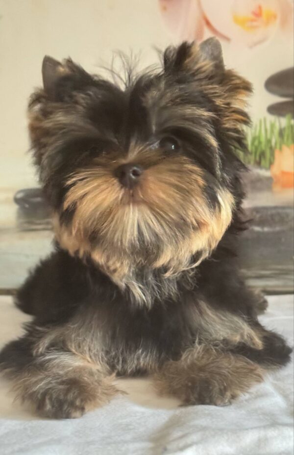Balmain Yorkshire Terrier Balmain Yorkshire Terrier