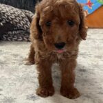 Barnaby-male-goldendoodle-puppy-for-sale- (1)