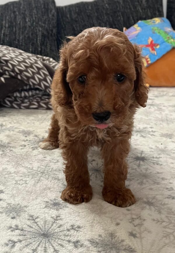 Barnaby Goldendoodle Barnaby Goldendoodle