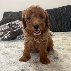 Barnaby Goldendoodle