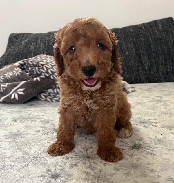 Barnaby Goldendoodle Barnaby Goldendoodle