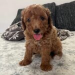 Barnaby-male-goldendoodle-puppy-for-sale- (3)