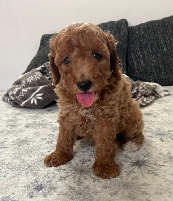 Barnaby Goldendoodle Barnaby Goldendoodle