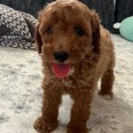 Barnaby-male-goldendoodle-puppy-for-sale- (4)